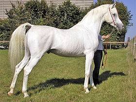 sita - (2 ans)