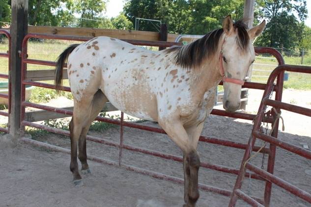 Comanche - (1 an)