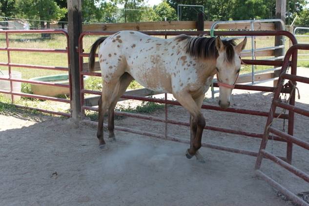 Comanche - (1 an)