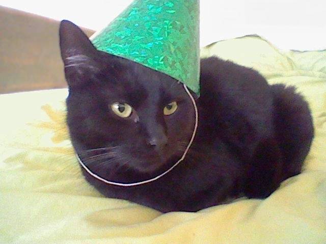 Réglisse - (3 ans)