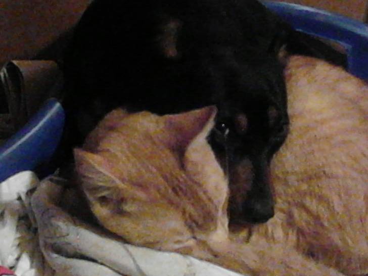 Brooklyn & Gingersnap - Mâle (3 ans)