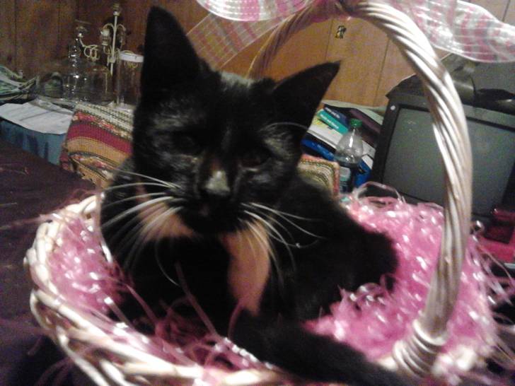 Mavis - (3 mois)