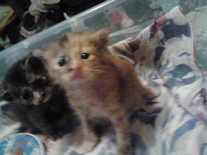 Tigeress & chocolate(in the background) - (1 mois)