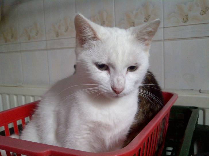 Moggy - (7 mois)