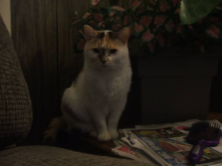 Callie - (9 ans)