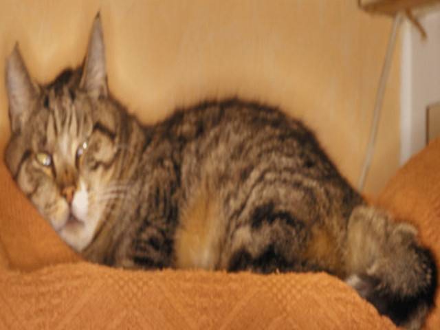 mitens - (2 ans)