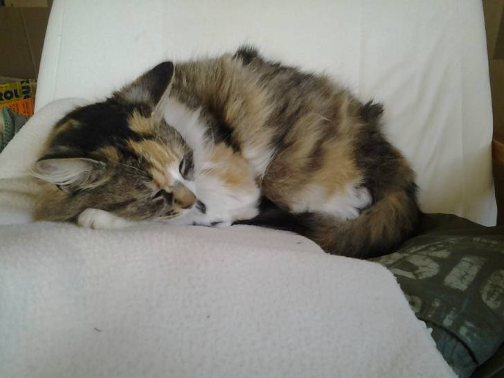 Paquerette - (5 ans)