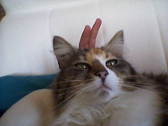 Paquerette - (5 ans)