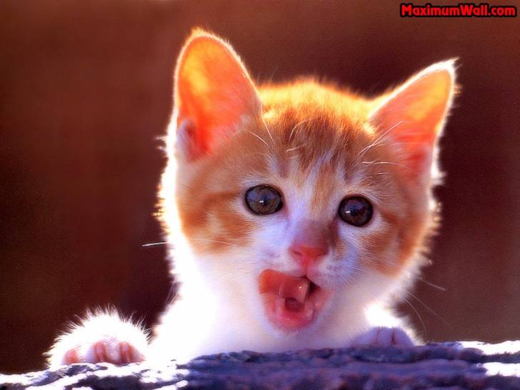 minou - (9 mois)