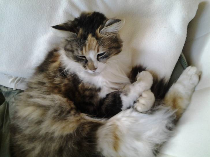 Paquerette - (5 ans)