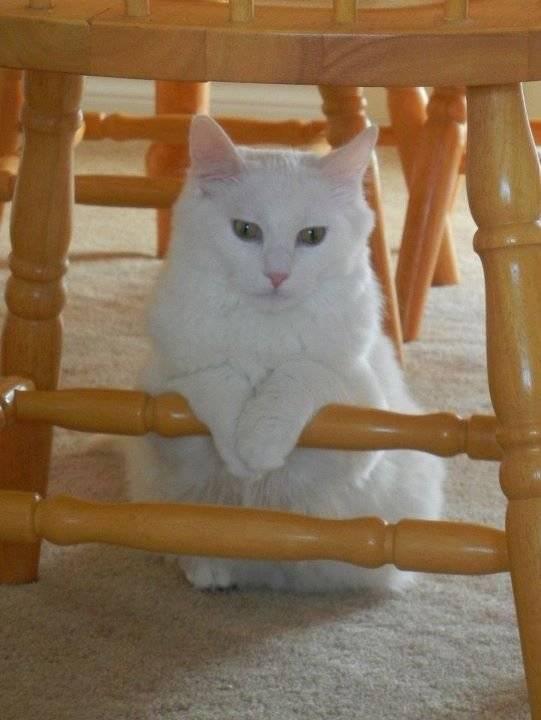 buttons - Mâle (2 ans)