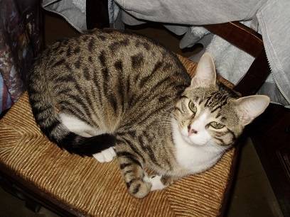 Mon minouche qui a grandit - Mâle (7 mois)