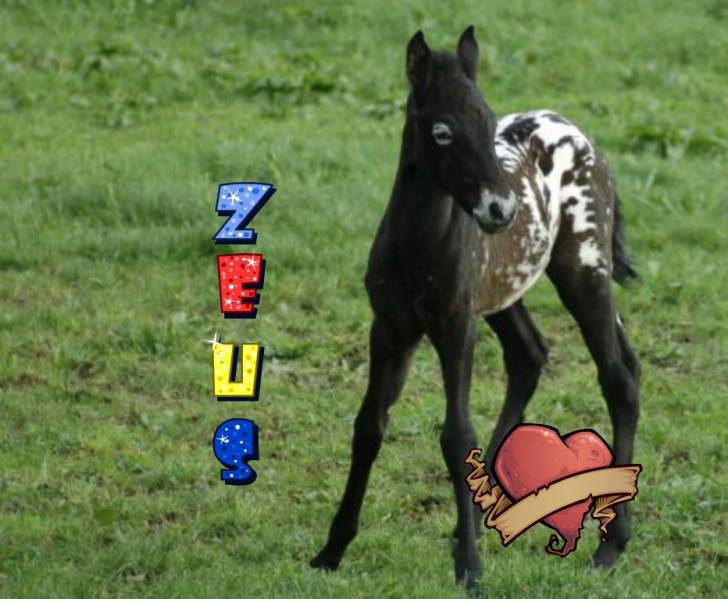 zeus - Mâle (9 mois)