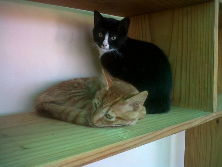 gemmer - Mâle (8 mois)