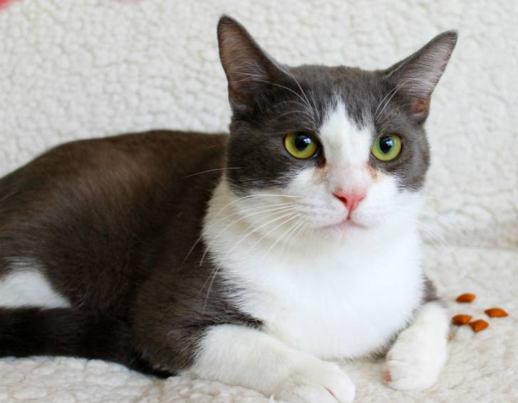 Jayden - Mâle (2 ans)