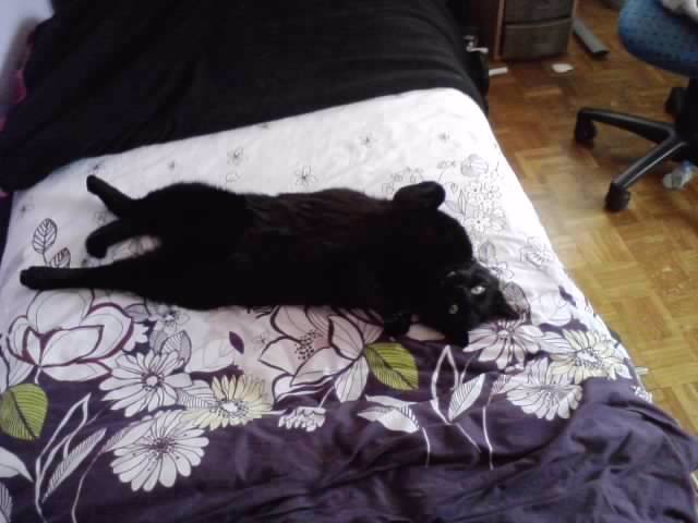 Morle - Mâle (12 ans)