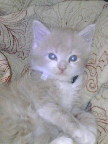 Loki - Mâle (1 mois)