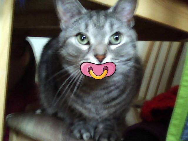 grissou - Mâle (6 ans)