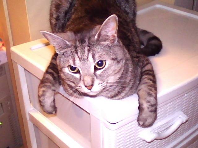 grissou - Mâle (6 ans)