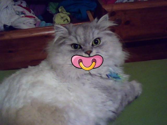 matou le chat de ma voisine -