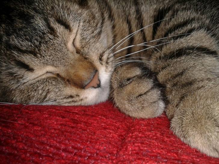 tigretta - (9 mois)