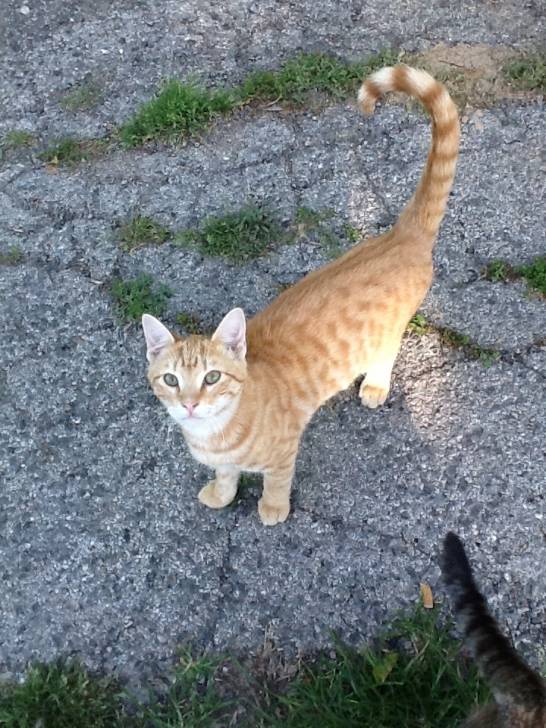 shorty - Mâle (6 mois)