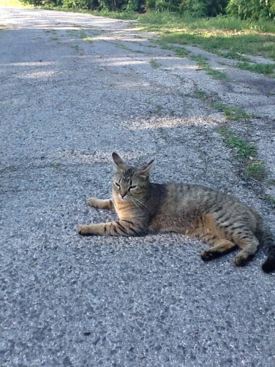 Cinnamon - (11 mois)