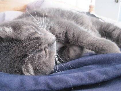 Hampton - Mâle (6 ans)