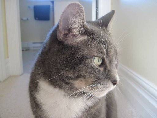 Hampton - Mâle (6 ans)