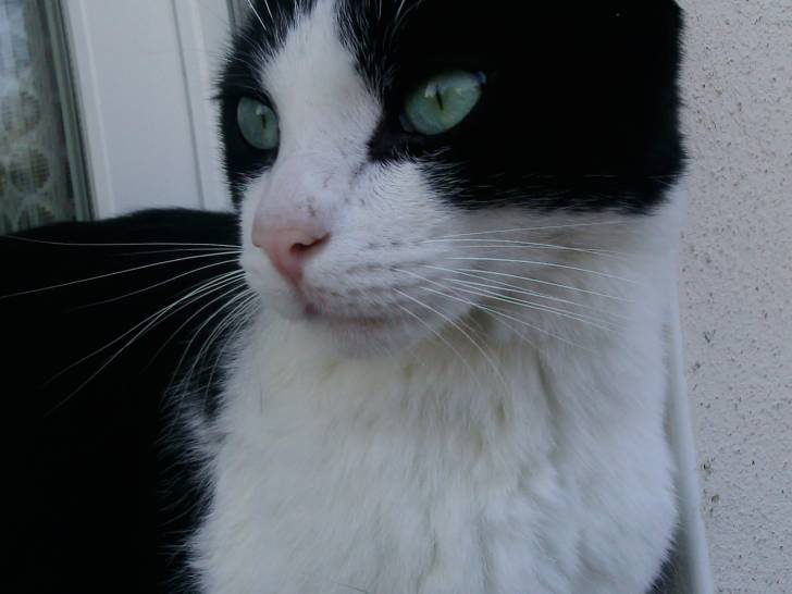 My cat : Jack ?? - Mâle