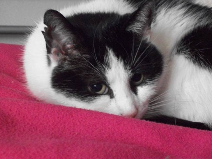 Sacha - Mâle (11 ans)