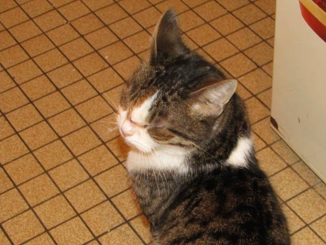 Chat-chat - Mâle (14 ans)