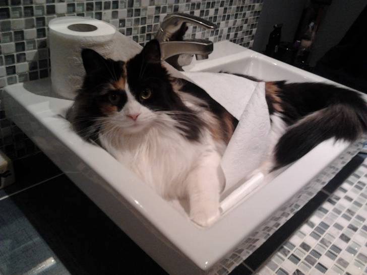 Mes chattes - (4 ans)