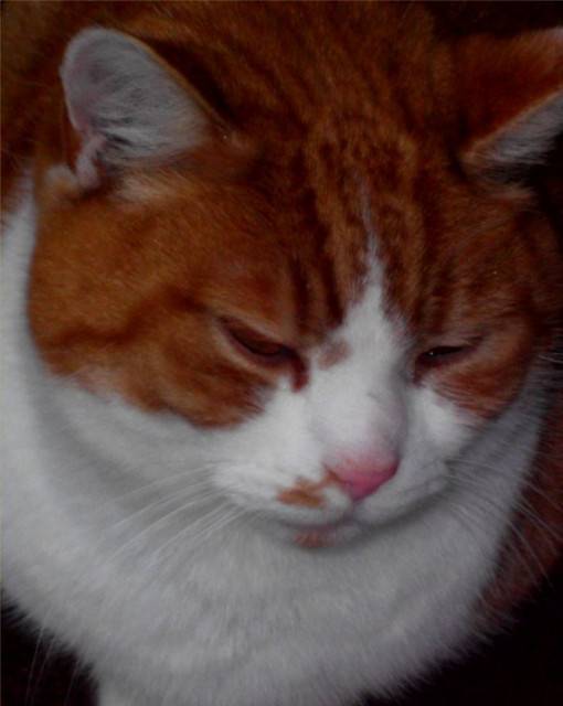 Max - Mâle (9 ans)