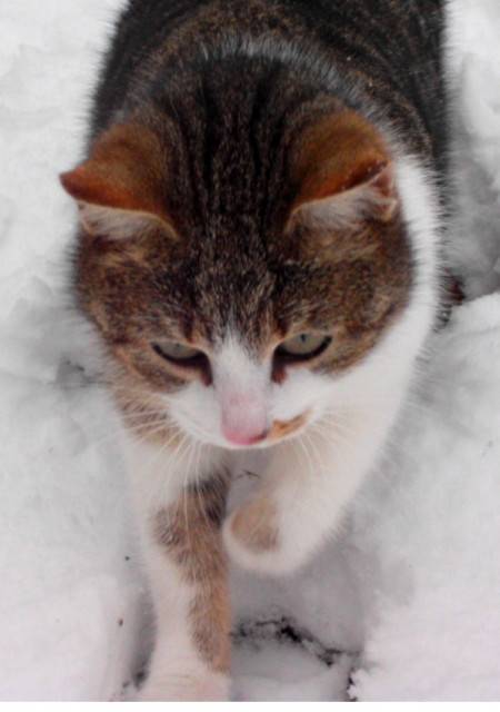 Mira - (4 ans)