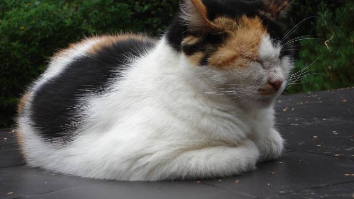 Moustache - Mâle (5 ans)
