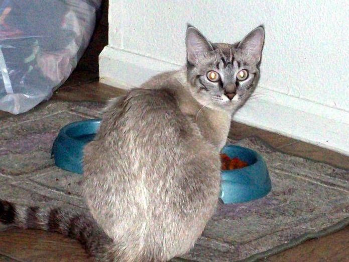 Bella/Mew Mews - (3 ans)