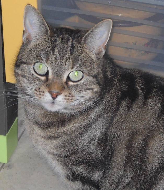 Tom - Mâle (5 ans)