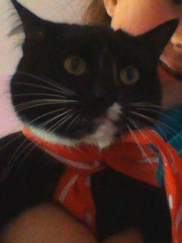 Holly Dressed Up! - (1 an)