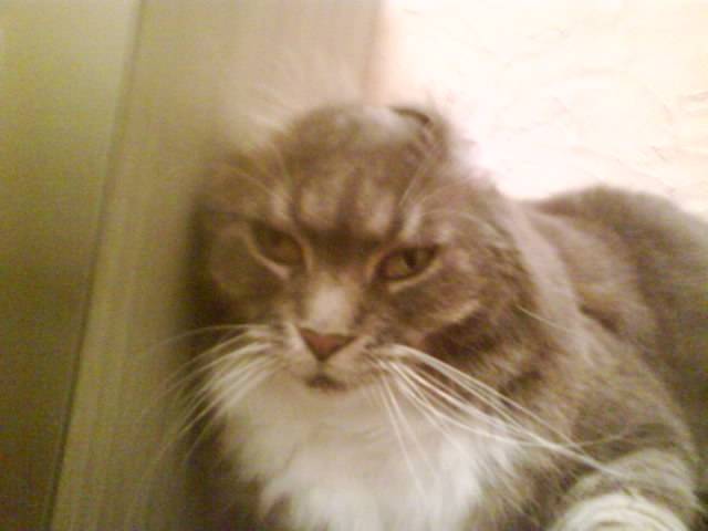 Sassy - (10 ans)