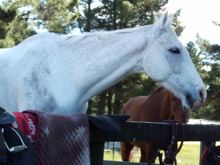 Grey Warmblood - (6 ans)