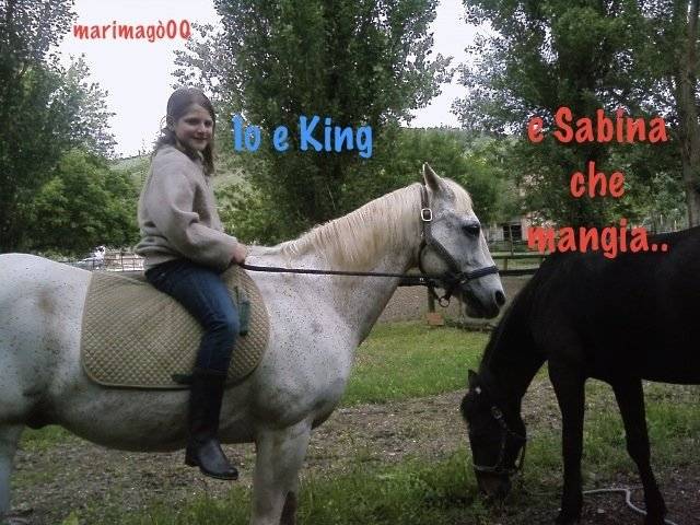 King - Mâle (21 ans)
