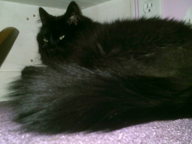Midnight - Mâle (9 ans)
