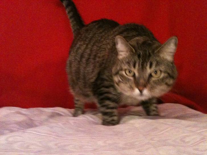 Jessie - (5 ans)