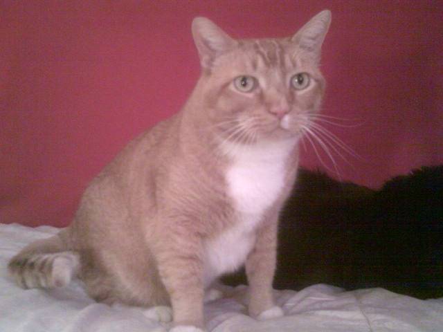 James - Mâle (7 ans)