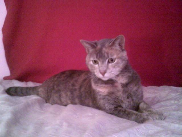Mouse - (4 ans)