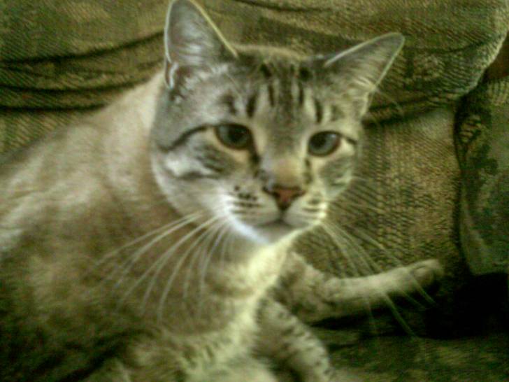 Nami - Mâle (3 ans)