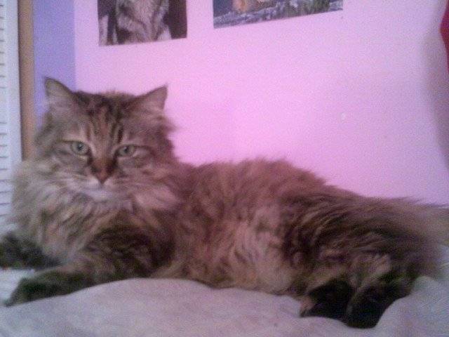 Persian - (5 ans)