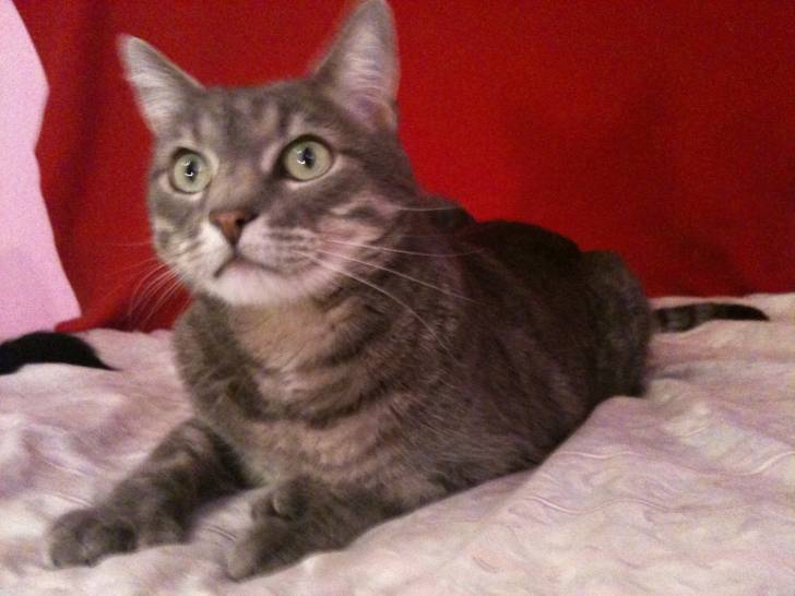 Zolo - Mâle (3 ans)