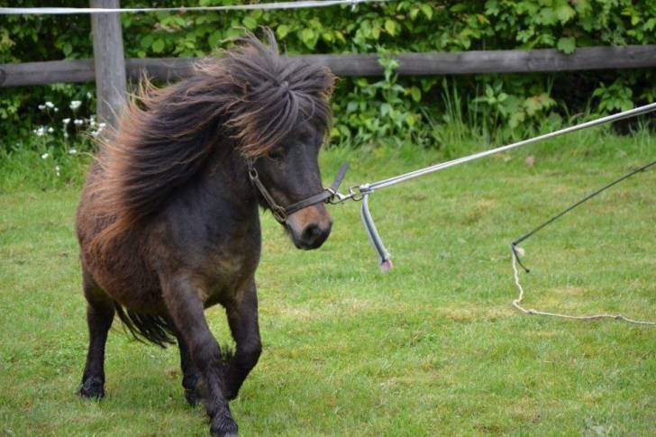 Vamos - Mâle (3 ans)